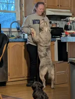 Harley Quinn , a female American Bully for sale in Heuvelton, NY – Photo 2 of 5