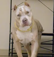 Harley Quinn , a female American Bully for sale in Heuvelton, NY – Photo 1 of 5