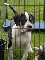 Black Tricolor , a male American Bully for sale in Heuvelton, NY – 2 of 4