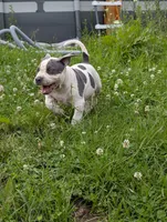 Blue Tricolor , a female American Bully for sale in Heuvelton, NY – 4 of 8