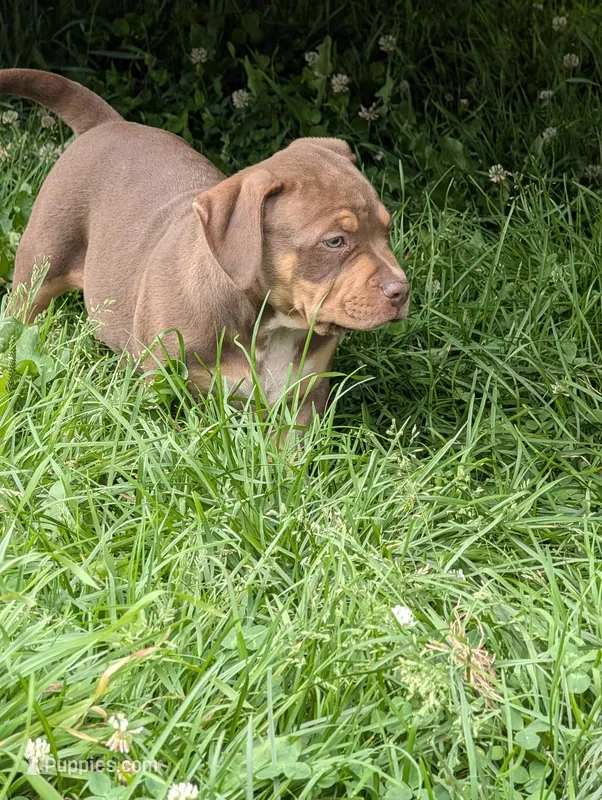 Chocolate Tricolor  – American Bully puppy for sale in Heuvelton, NY