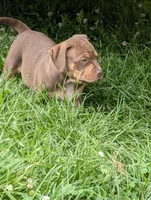 Chocolate Tricolor , a male American Bully for sale in Heuvelton, NY – 1 of 3