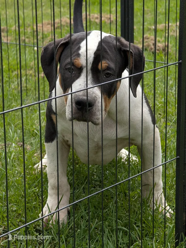 Black Tricolor  – American Bully puppy for sale in Heuvelton, NY