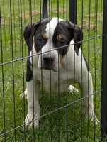 Black Tricolor , a male American Bully for sale in Heuvelton, NY – 1 of 4