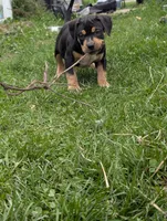 Black Tricolor , a female American Bully for sale in Heuvelton, NY – 2 of 9