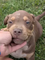 Chocolate Tricolor , a male American Bully for sale in Heuvelton, NY – 2 of 3