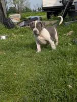 Blue Tricolor , a male American Bully for sale in Heuvelton, NY – 1 of 3