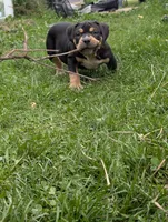 Black Tricolor , a female American Bully for sale in Heuvelton, NY – 1 of 9