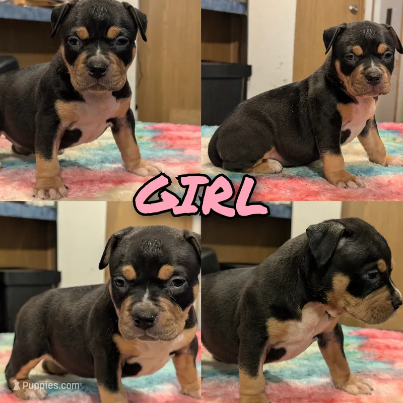 Black Tricolor  – American Bully puppy for sale in Heuvelton, NY
