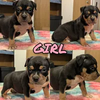 Black Tricolor , a female American Bully for sale in Heuvelton, NY – 1 of 2