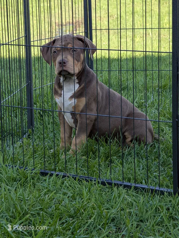 Chocolate Tricolor  – American Bully puppy for sale in Heuvelton, NY