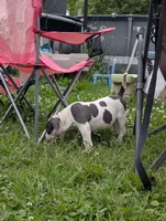 Blue Tricolor , a female American Bully for sale in Heuvelton, NY – 2 of 8