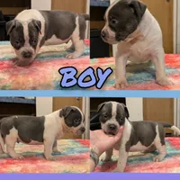 Blue Tricolor , a male American Bully for sale in Heuvelton, NY – 1 of 2