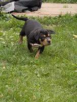 Black Tricolor , a female American Bully for sale in Heuvelton, NY – 5 of 9
