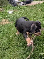 Black Tricolor , a female American Bully for sale in Heuvelton, NY – 8 of 9
