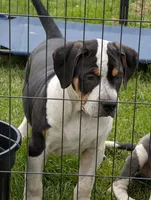 Black Tricolor , a male American Bully for sale in Heuvelton, NY – 3 of 4