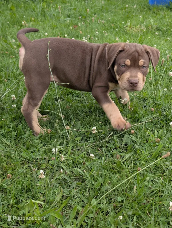 Chocolate Tricolor – American Bully puppy for sale in Heuvelton, NY