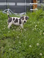 Blue Tricolor , a female American Bully for sale in Heuvelton, NY – 3 of 8