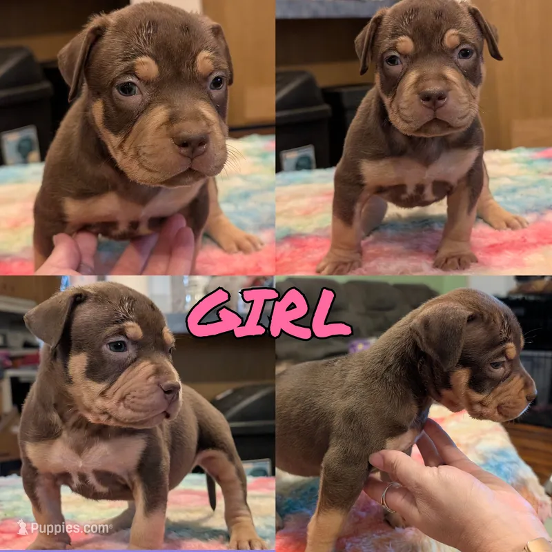 Chocolate Tricolor – American Bully puppy for sale in Heuvelton, NY
