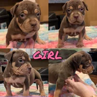 Chocolate Tricolor, a female American Bully for sale in Heuvelton, NY – 1 of 2