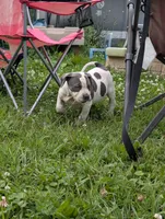 Blue Tricolor , a female American Bully for sale in Heuvelton, NY – 6 of 8
