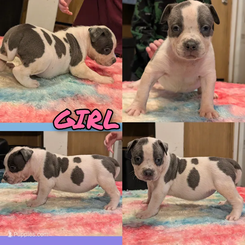 Blue Tricolor  – American Bully puppy for sale in Heuvelton, NY