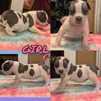 Blue Tricolor , a female American Bully for sale in Heuvelton, NY – 1 of 2