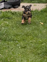 Black Tricolor , a female American Bully for sale in Heuvelton, NY – 4 of 9