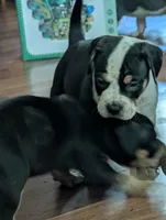 Black Tricolor , a male American Bully for sale in Heuvelton, NY – 2 of 2