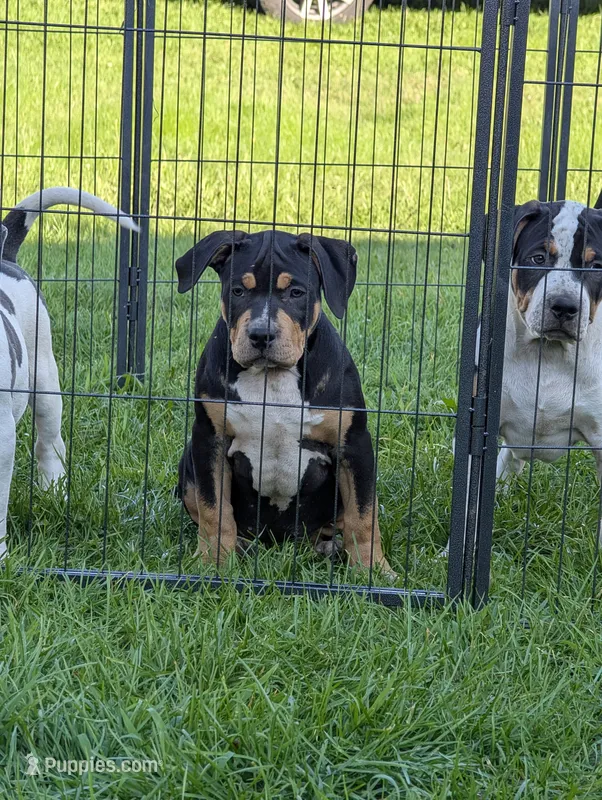 Black Tricolor  – American Bully puppy for sale in Heuvelton, NY