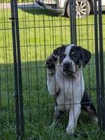 Black Tricolor , a male American Bully for sale in Heuvelton, NY – 4 of 5