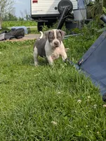 Blue Tricolor , a male American Bully for sale in Heuvelton, NY – 2 of 3