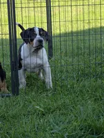 Black Tricolor , a male American Bully for sale in Heuvelton, NY – 2 of 5