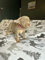 Lilac Tricolor , a female American Bully for sale in Heuvelton, NY – Photo 2 of 2