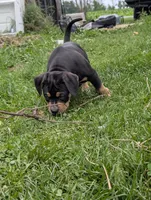 Black Tricolor , a female American Bully for sale in Heuvelton, NY – 7 of 9