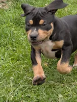 Black Tricolor , a female American Bully for sale in Heuvelton, NY – 6 of 9