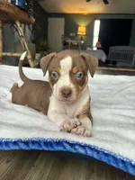 Ticked Chocolate Tricolor , a female American Bully for sale in Heuvelton, NY – Photo 3 of 3