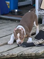 Ticked Chocolate Tricolor , a female American Bully for sale in Heuvelton, NY – Photo 3 of 5