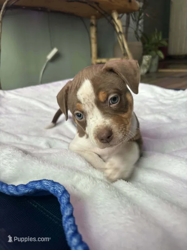 Ticked Chocolate Tricolor 