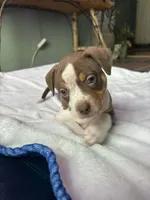 Ticked Chocolate Tricolor , a female American Bully for sale in Heuvelton, NY – Photo 1 of 3