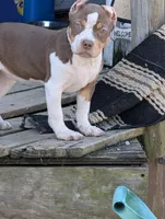Ticked Chocolate Tricolor , a female American Bully for sale in Heuvelton, NY – Photo 2 of 5