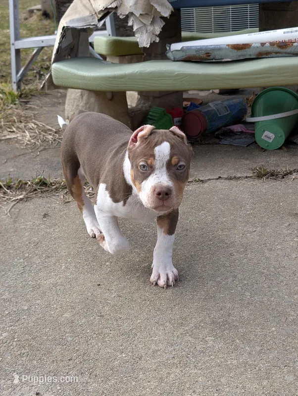 Ticked Chocolate Tricolor  – American Bully puppy for sale in Heuvelton, NY