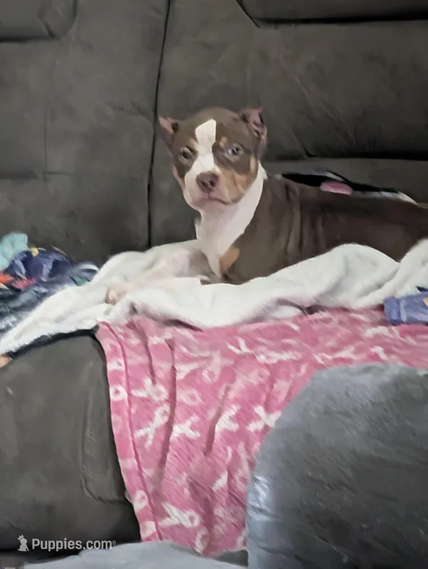 Ticked Chocolate Tricolor  – American Bully puppy for sale in Heuvelton, NY