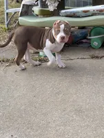 Ticked Chocolate Tricolor , a female American Bully for sale in Heuvelton, NY – Photo 5 of 5