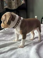 Ticked Chocolate Tricolor , a female American Bully for sale in Heuvelton, NY – Photo 2 of 3