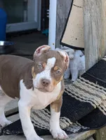 Ticked Chocolate Tricolor , a female American Bully for sale in Heuvelton, NY – Photo 4 of 5