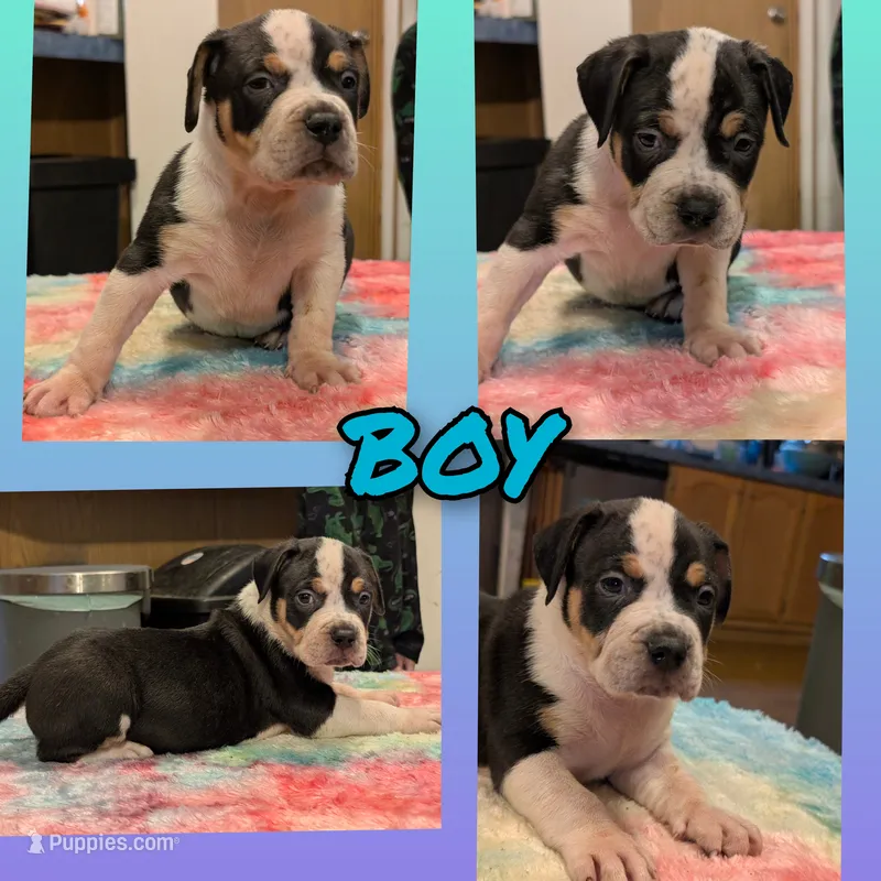 Black Tricolor  – American Bully puppy for sale in Heuvelton, NY