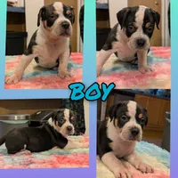 Black Tricolor , a male American Bully for sale in Heuvelton, NY – 1 of 2
