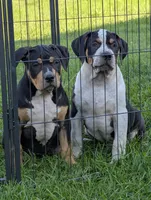 Black Tricolor , a male American Bully for sale in Heuvelton, NY – 3 of 5