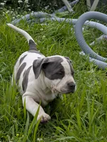 Blue Tricolor , a female American Bully for sale in Heuvelton, NY – 5 of 8